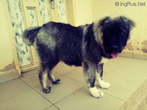 Dog Photo