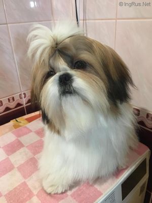 Dog Photo