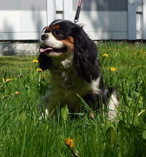 Dog Photo