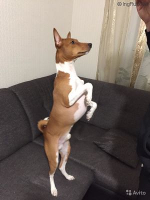Dog Photo