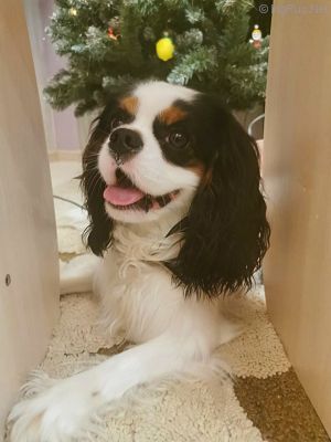 Dog Photo