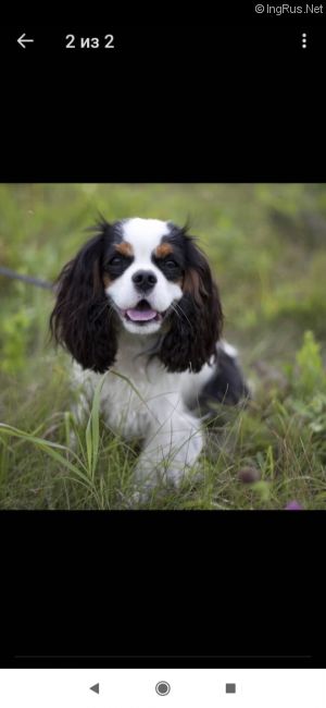 Dog Photo