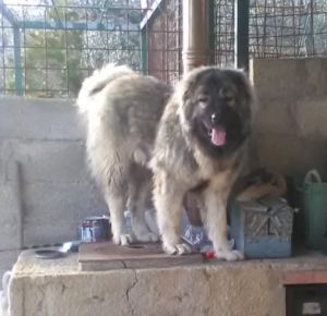 Dog Photo