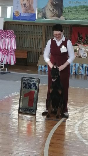 Dog Photo