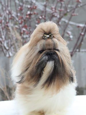 Dog Photo