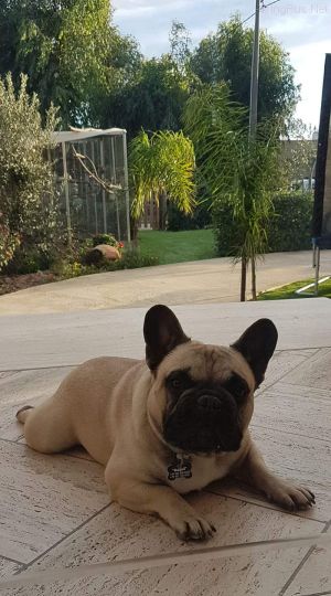 Dog Photo