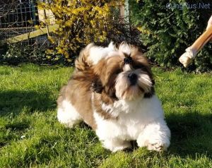 Dog Photo