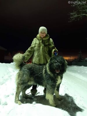 Dog Photo