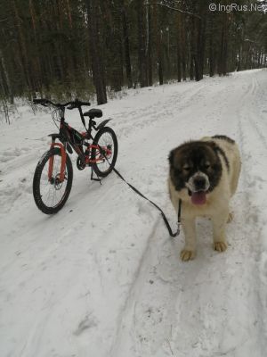 Dog Photo