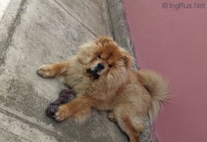 Dog Photo