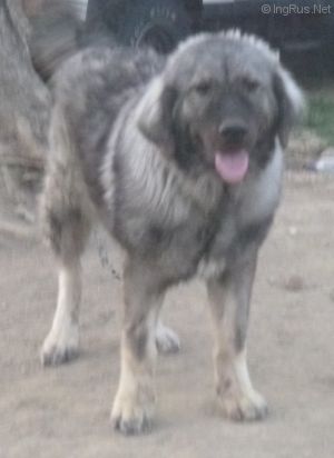Dog Photo