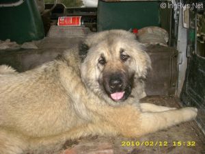 Dog Photo