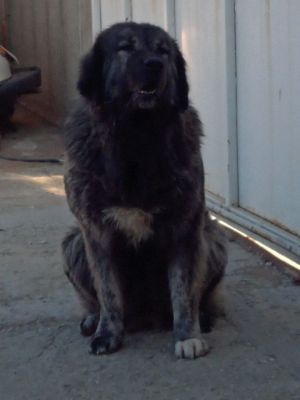 Dog Photo