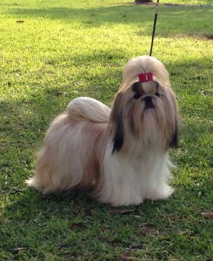 Dog Photo