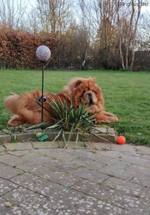 Dog Photo