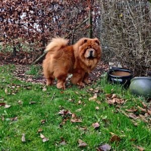 Dog Photo