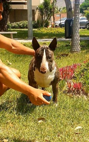 Dog Photo