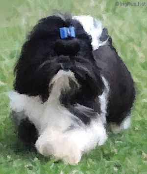 Dog Photo