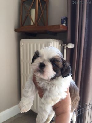 Dog Photo