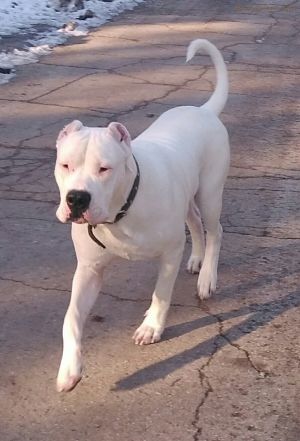 Dog Photo