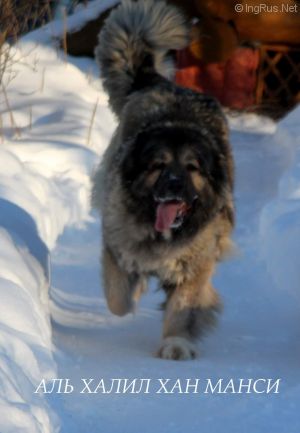 Dog Photo