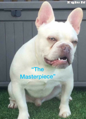 Dog Photo