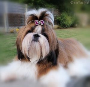 Dog Photo