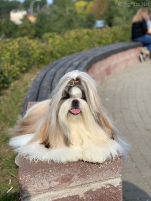 Dog Photo