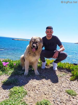 Dog Photo
