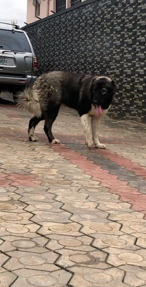 Dog Photo