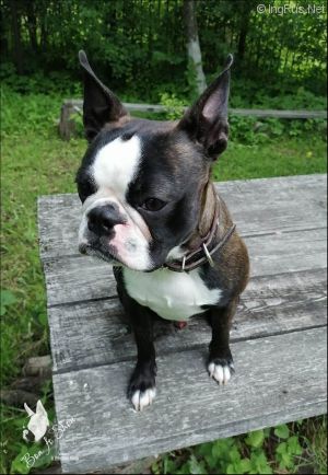 Dog Photo
