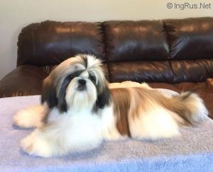 Dog Photo