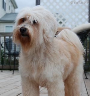 Dog Photo