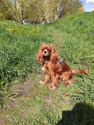 Dog Photo