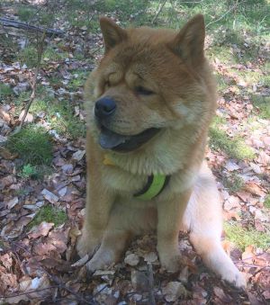 Dog Photo