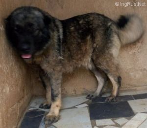Dog Photo