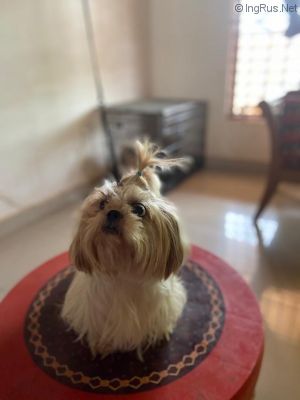 Dog Photo
