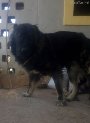 Dog Photo