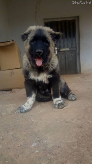 Dog Photo