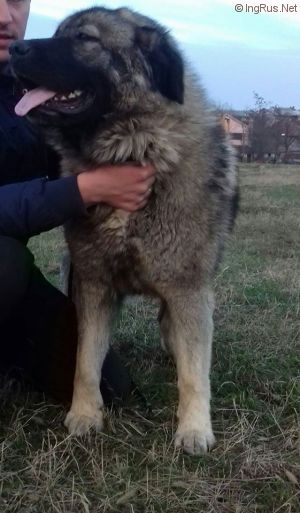 Dog Photo