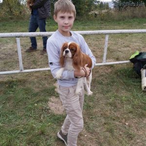 Dog Photo
