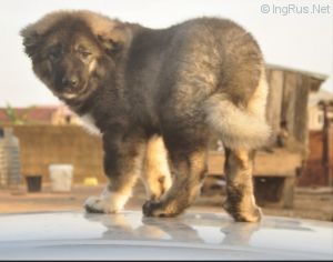Dog Photo