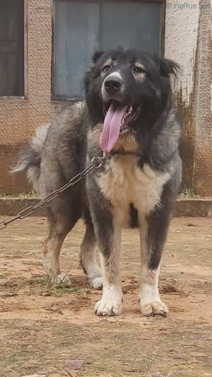 Dog Photo