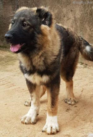 Dog Photo