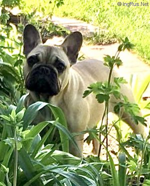 Dog Photo