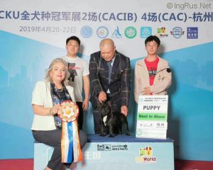 Dog Photo