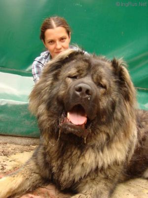 Dog Photo