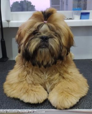 Dog Photo