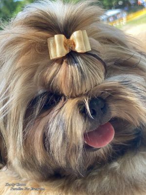 Dog Photo