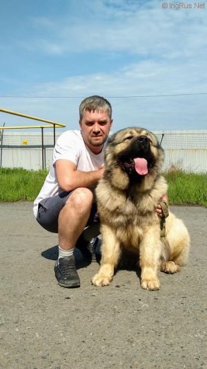 Dog Photo